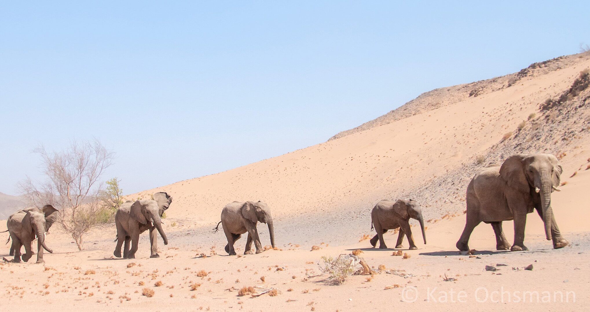desert elephants of namibia walking on sand